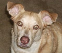 GINGER, SALTYDOG